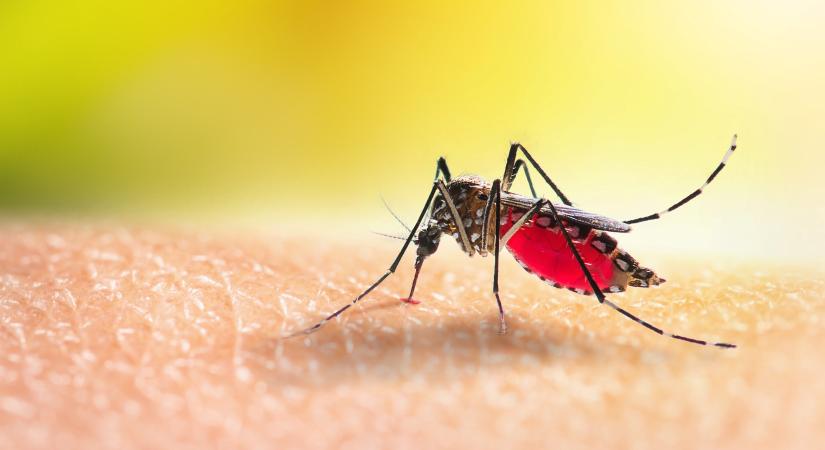 Megvan a szúnyogok terjesztette betegség ellenszere: elég rákenni a szúnyoghálóra