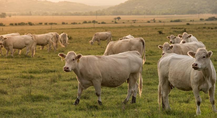 Évi 3100 eurós támogatás: indul az állatbetegségek megelőzését szolgáló pályázat