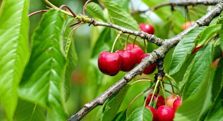 Tetves a cseresznyefa: ezeket a biomódszereket vesd be