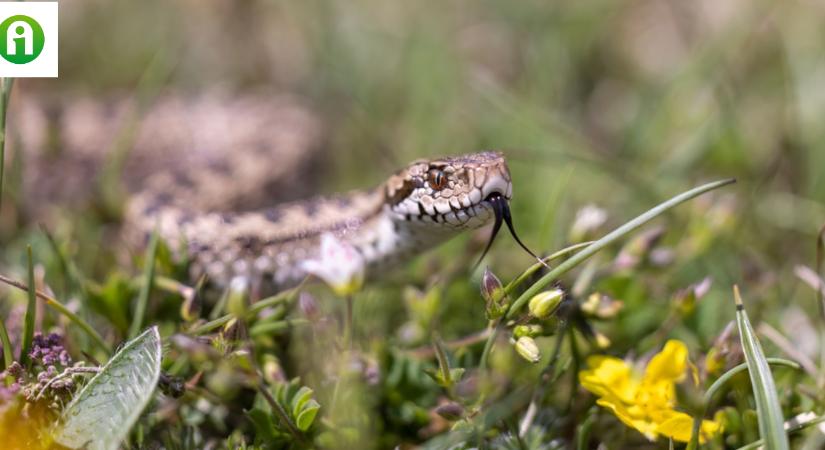 Ébredeznek a kígyók és a viperák! Vigyázz a réteken és a kaszálókon!