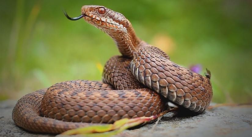 Horror a repülőn: 40 vipera lapult az egyik csomagban – lebukott a csempész