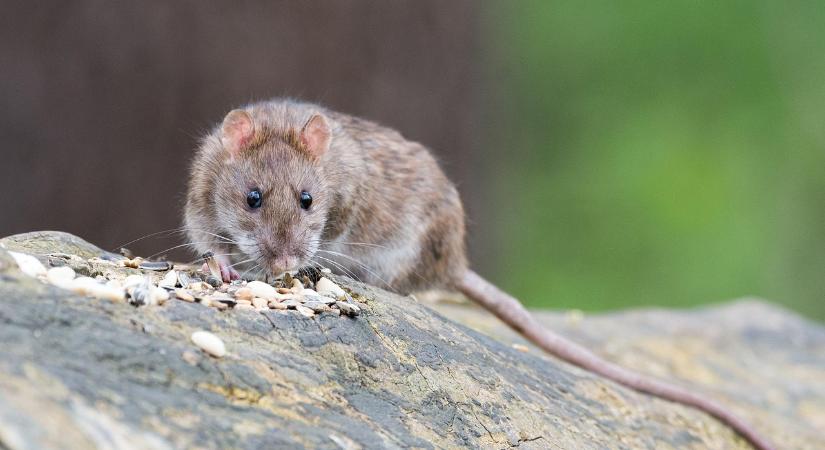 Patkányok tartják rettegésben a magyar várost, sorra jönnek a bejelentések
