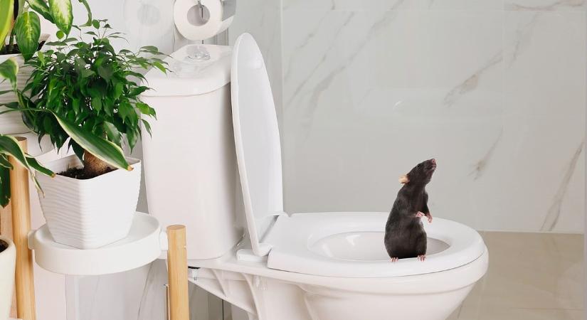 Állatok rémisztgetnek Tatabányán, a wc-ből bújnak elő