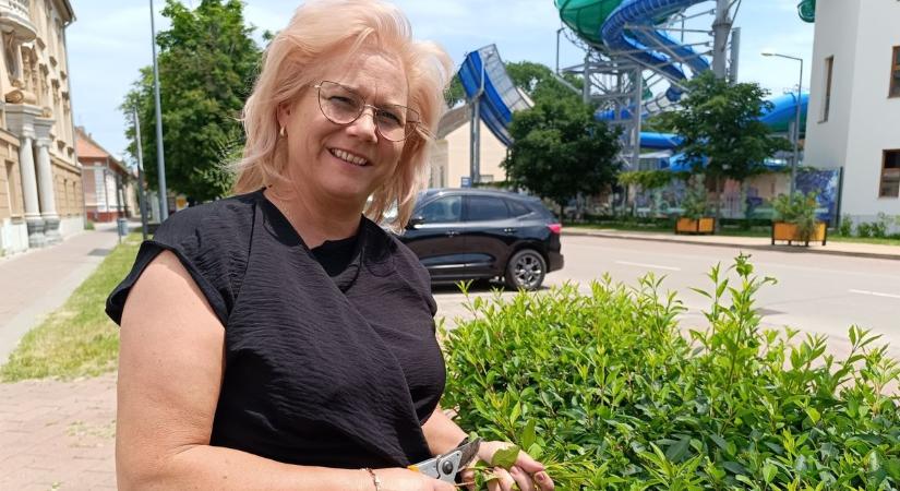 A sövény metszése előtt ezt olvasd el mindenképp, főkertész mondja el mit kell tenned – videóval