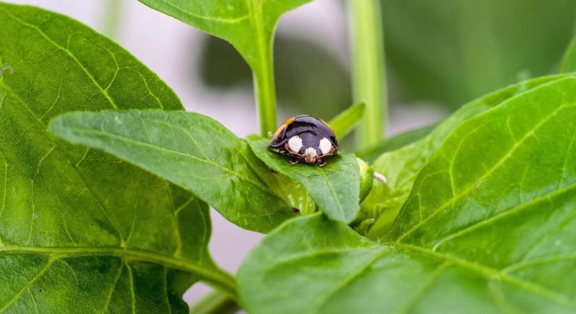 Miért nem nő a paprika palántád? – 5 gyakori ok és a megoldások