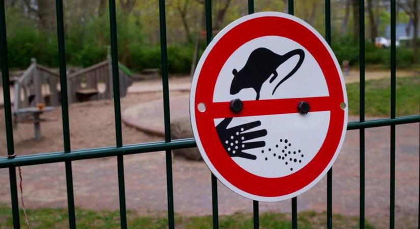 Patkányinvázió a magyar városokban: már a kórházudvaron és játszótereken is riogatnak