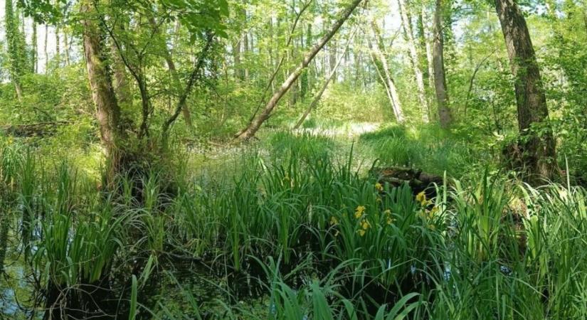 Újonnan megfigyelt láperdőre bukkantak Zala vármegye déli részén, a Balaton-felvidéki Nemzeti Park Igazgatóság területén