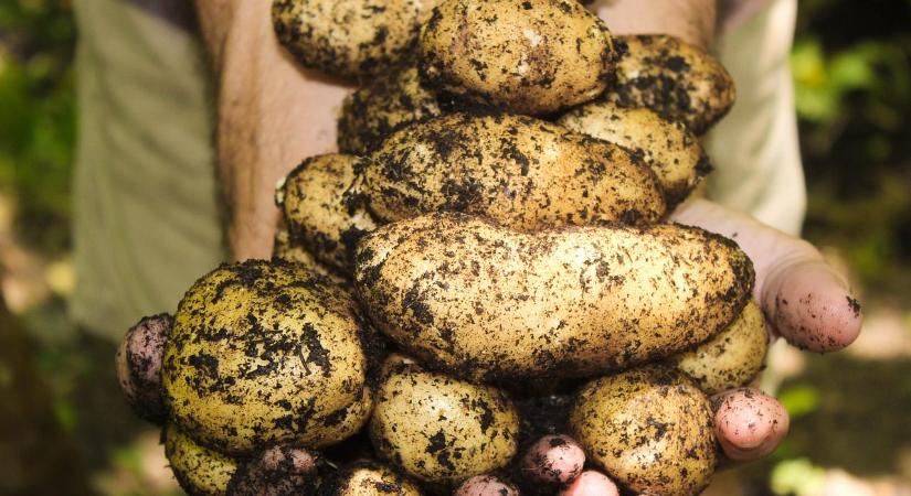 A tárolás fejlesztésével nagyot léphetnénk az önellátás útján