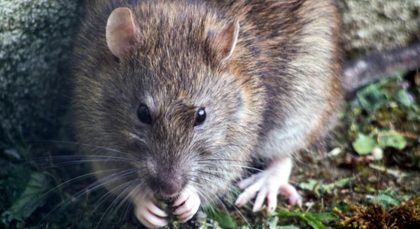 Sok a patkány Tatabányán, a kórház udvarán is felbukkantak
