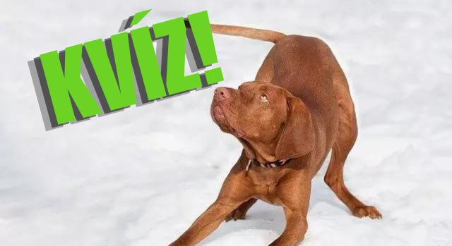 Kvíz: Tudod melyik állat őshonos Magyarországon? Hibátlan lesz az eredményed?