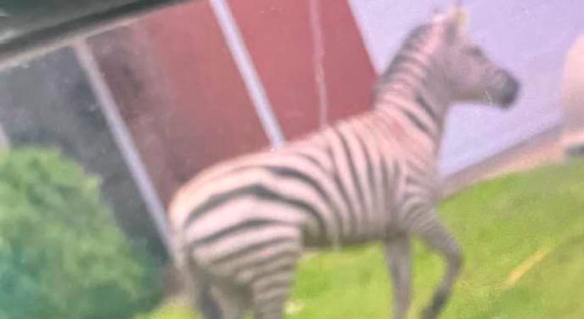 A rendőrség is posztolta: elszökött egy háziállatként tartott zebra - Fotó