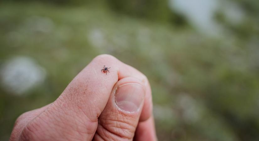 Lyme-kór: mi segíthet, ha már tüneteim vannak? – a kivárás biztosan nem oldja meg a problémát