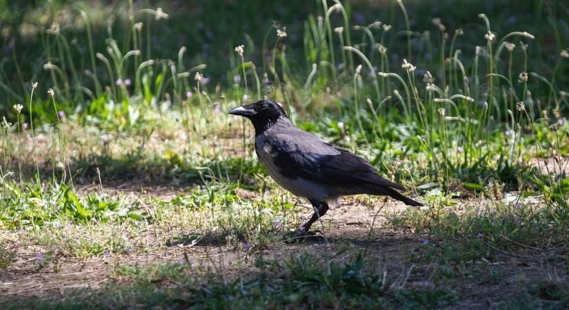 Tele van az óvoda udvara varjú ürülékkel – rendben van ez így?