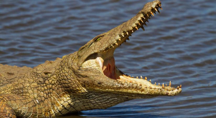 A Crocodilus malware óriási ütemben terjed
