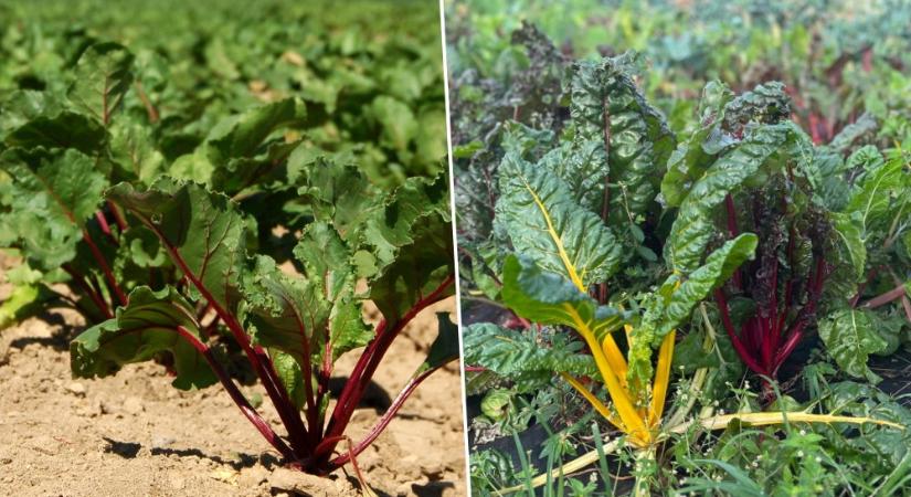 Most vesd el a céklát és mángoldot – megbízható másodvetések nyárra