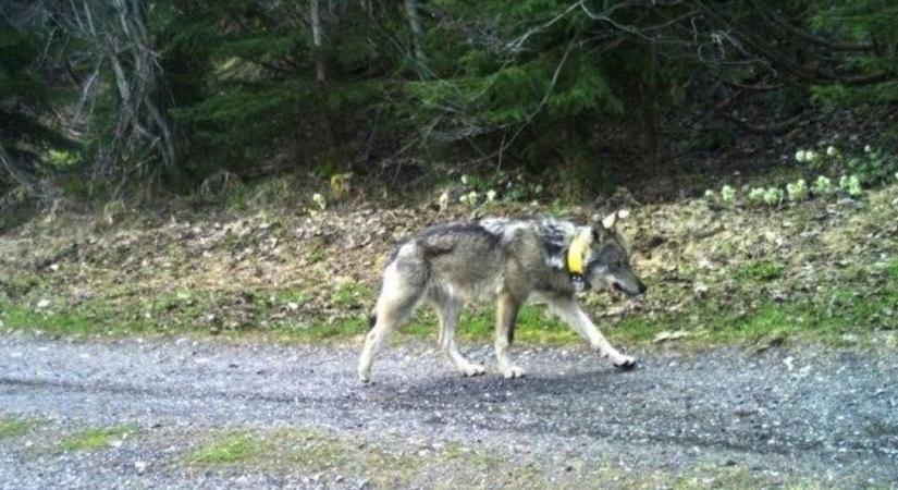 Fordulat a jeladós farkas ügyében: megdöbbentő új sztorival állt elő a nyíregyházi vadász – videóval