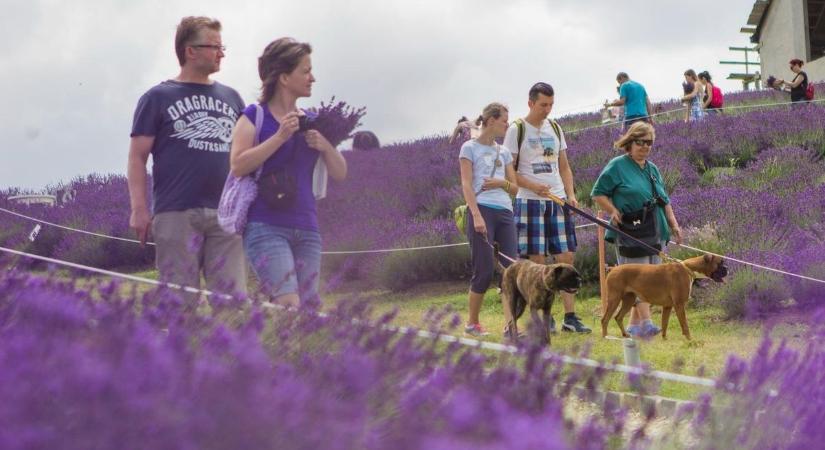 Ilyen sem volt még – meglepően korán lilába borultak a balatoni levendulások