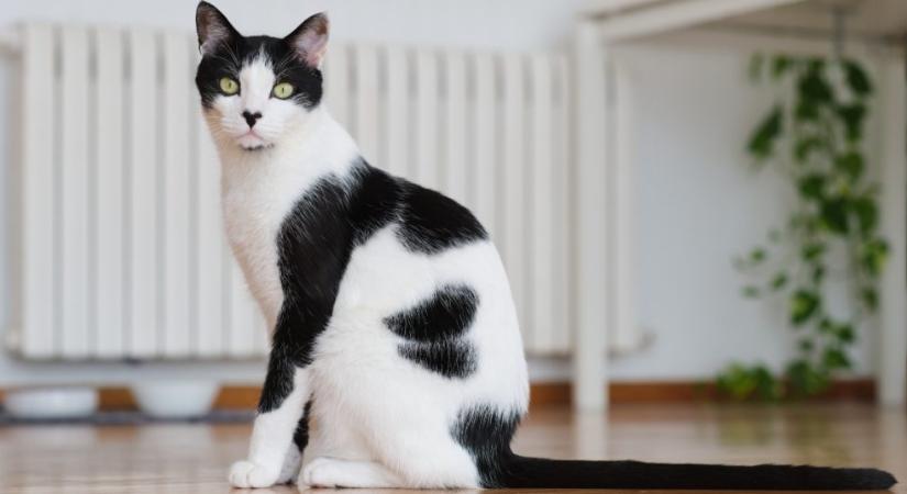 4 dolog, amivel elérheted, hogy macskád valóban önmaga lehessen