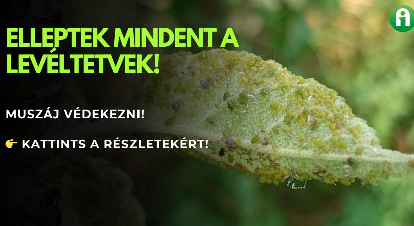 Növényvédelmi előrejelzés: mindent elleptek a levéltetvek!