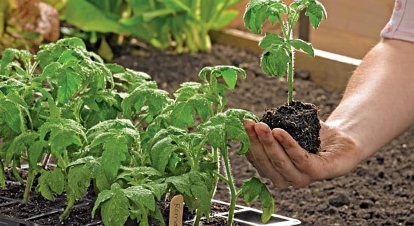 Megadta magát a palánta? Azért még van esélyünk a bő termésre