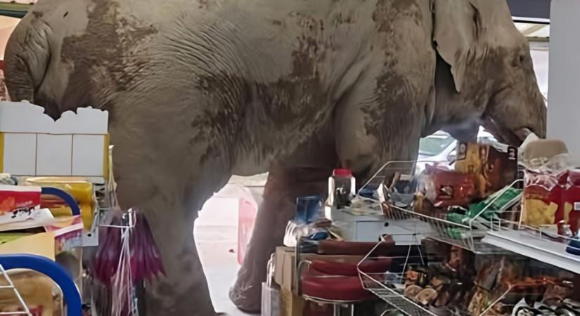 Éhes elefánt tört be egy élelmiszerboltba Thaiföldön