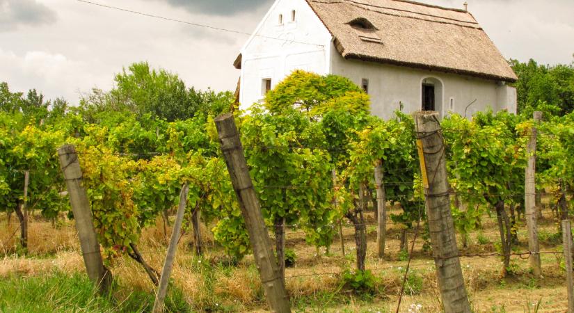 Régi időkről mesél, jó éveket ígér a Balaton-felvidéki táj