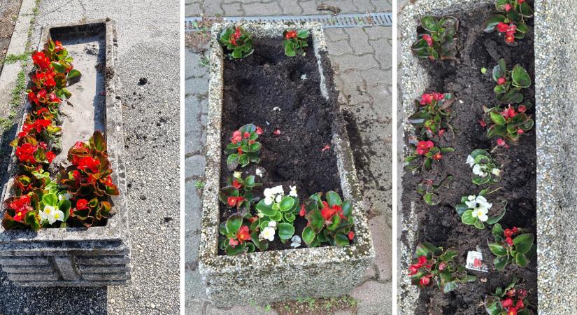 Lopkodják a virágokat Dorog közterületeiről