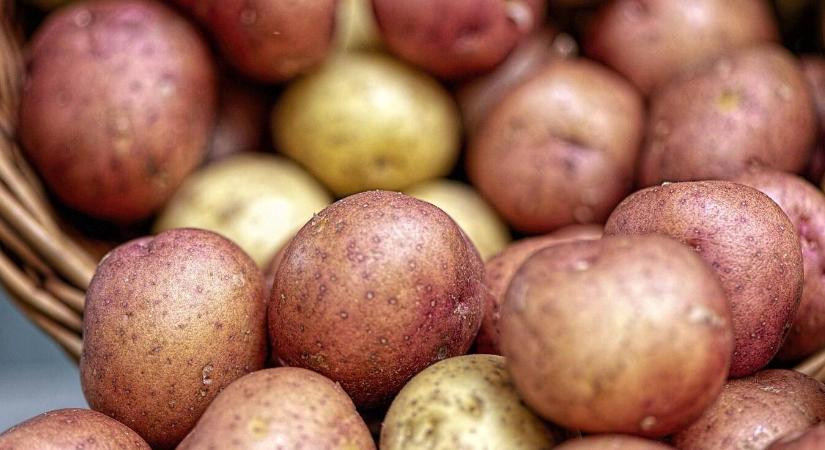 Burgonya fókuszban – jövőépítés nemzetközi szemlélettel