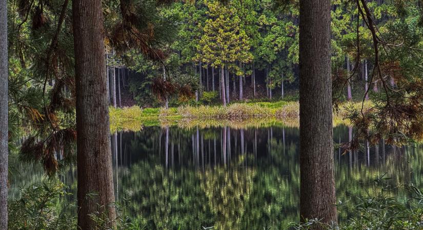 Szenzációs felfedezés: titkos láperdőre bukkantak a Balaton-felvidéken  Fotók