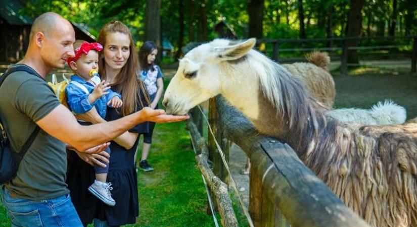 Ragadós száj- és körömfájás járvány: friss hírek a miskolci állatkertről