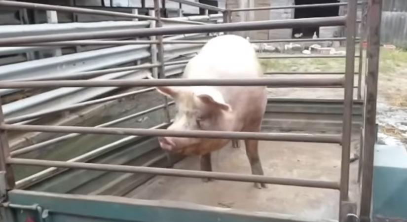 Több mint 5 tonna élelmiszert kellett kidobni a Nébih ellenőrzése után
