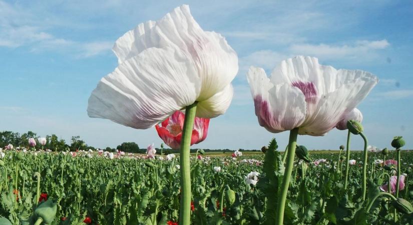 Tűző nap, táncoló felhők – nyári időjárás csütörtökön