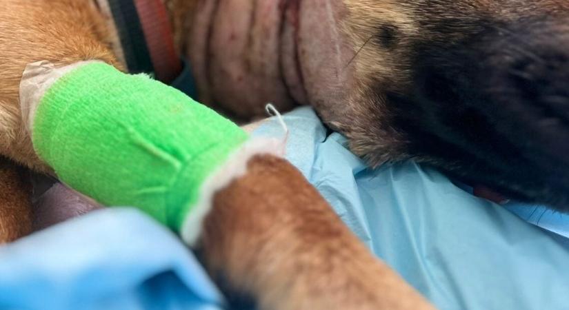 Gyomorforgató állatkínzás: halálra éheztette kétéves kutyáját egy szívtelen némber