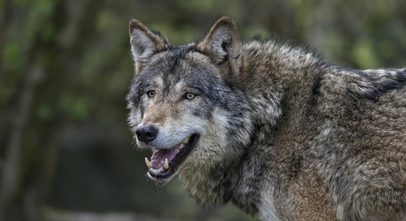 Váratlan fordulat a két éve kilőtt svájci farkas ügyében