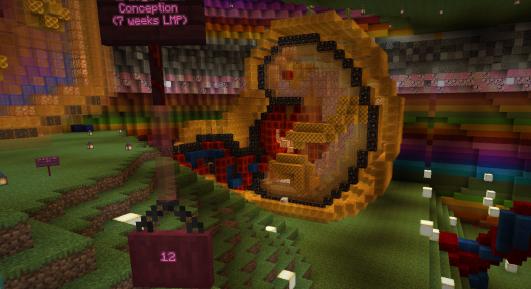 Modellezték egy magzat fejlődését a Minecraft segítségével (VIDEÓ)