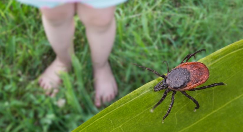 A rejtőzködő Lyme-kór