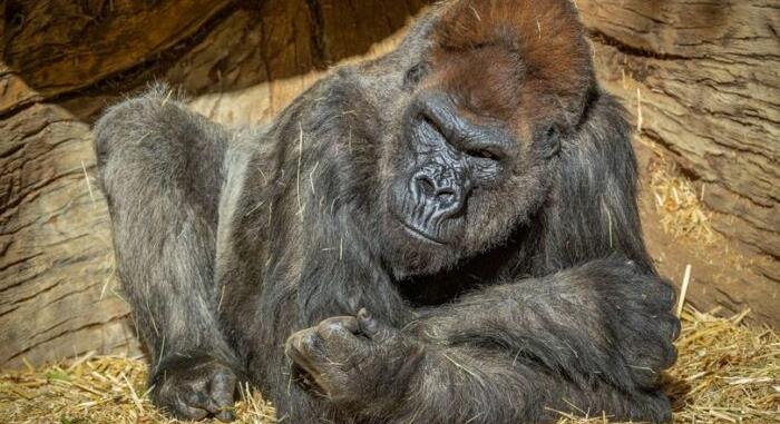 Egy gorilla is elkapta a koronavírus fertőzést