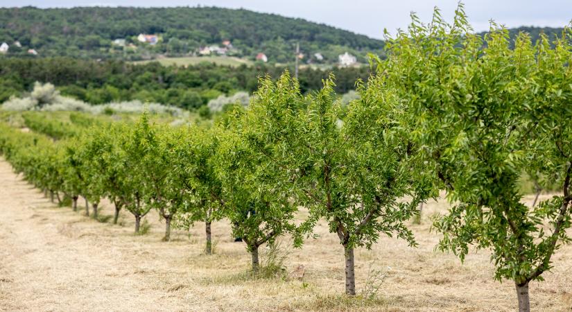 Mandulatermesztés: Rejtett aranybánya a hazai mezőgazdaságban