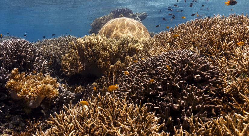 Érkezik David Attenborough óceánokról szóló filmje