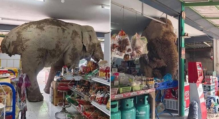 Elefánt csapott le a rágcsálnivalókra egy thai kisboltban
