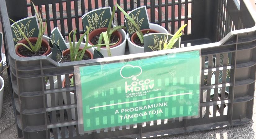 Kövirózsa vagy aloe vera – ajándék virág a PEN-től