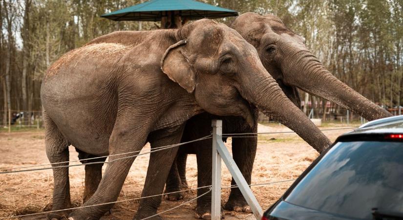 A tóban hűtik le magukat a szafari park elefántjai