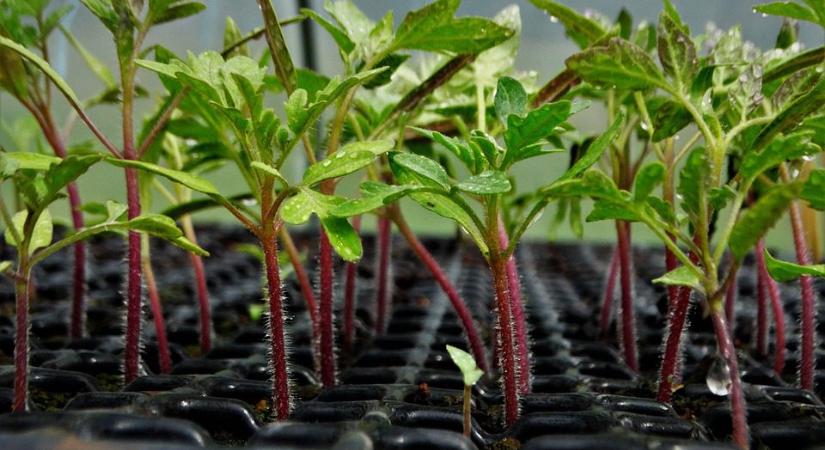 Mennyi vizet igényelnek a paprika- és paradicsompalánták?