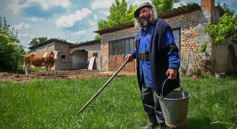 Íme, Tuttorka, a kisbajcsi csodatehén: elkerülte a halálos veszedelem