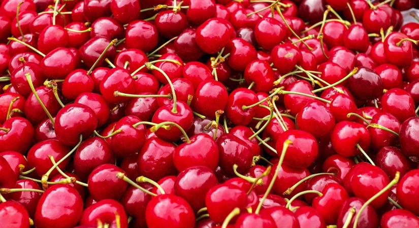 Ez történik a szervezetünkkel, ha megesszük a kukacos cseresznyét – akár nagy baj is lehet belőle?