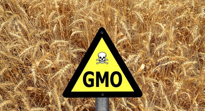 Ukrajnában egyelőre fogalmuk sincs arról, hol, és milyen GMO növényt termesztenek a gazdák
