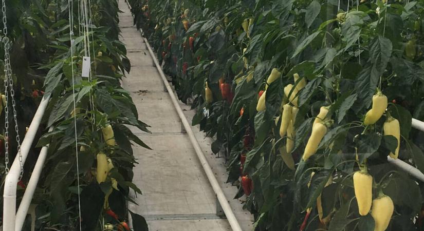 Az étkezési paprika ökológiai igényei