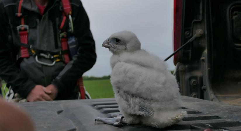 Életre szóló ajándék csillogó gyűrű formájában - videó