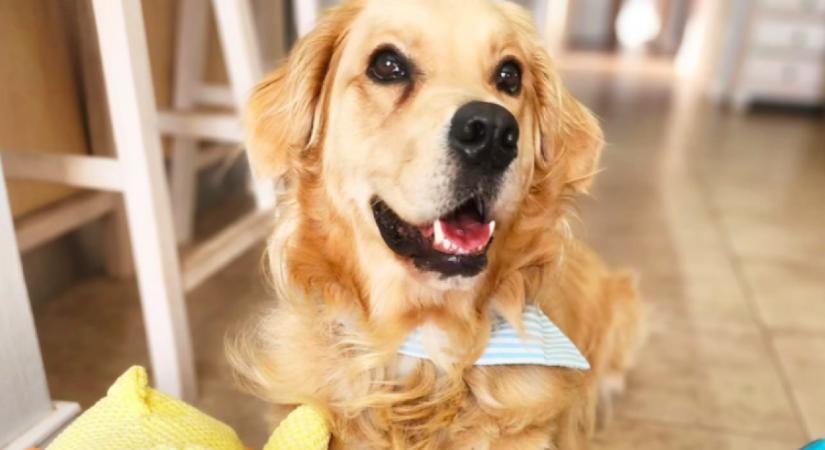 Kis időre hagyta a kertben a nő a golden retrievert: hamar rájött a hibájára - Videó