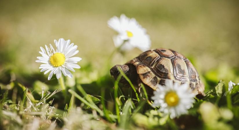 A teknős nem lustaság, hanem filozófia – Mit tanulhatunk lassú barátainktól?